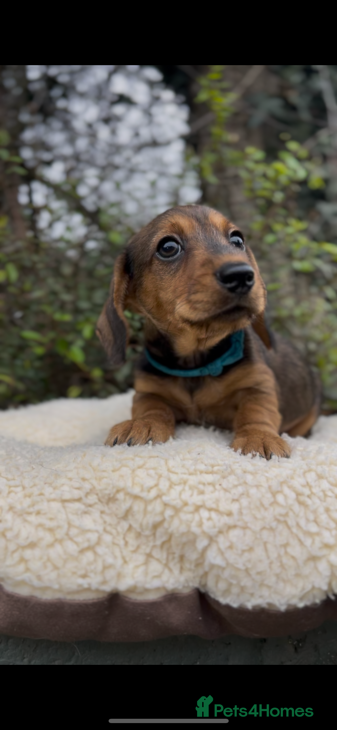 Miniature Dachshund dogs Health tested KC Miniature Wire Dachshunds - Advert 1