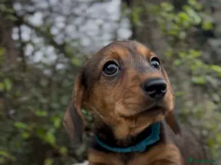 Miniature Dachshund dogs Health tested KC Miniature Wire Dachshunds - Advert 2