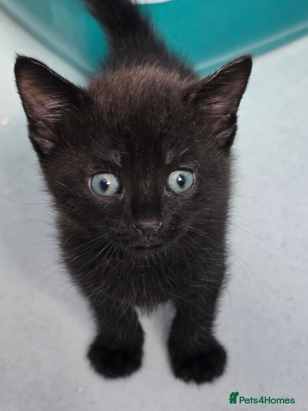 Mixed Breed cats for sale: Beautiful gorgeous Tabby & Black Kitten ready soon - Image 6