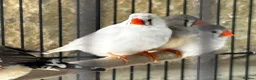 Finches birds for sale: Zebra finches - Advert 6