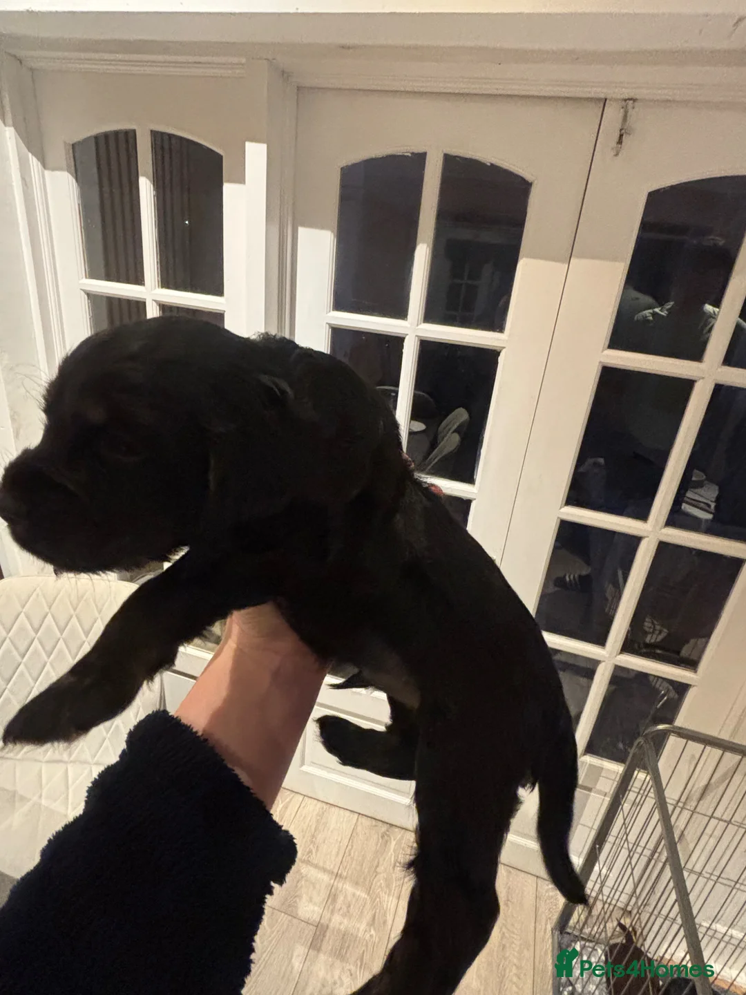 Cocker Spaniel dogs for sale: Stunning working cocker spaniels  - Advert 18