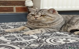 British Shorthair cats for stud: British Shorthair Stud in Derby - Image 3