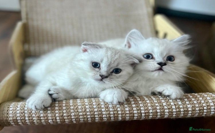 Scottish Fold cats - Advert 1