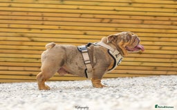 English Bulldog dogs for stud: 🚨 REDUCED!! EPIC BULLYZ VENOM - BENCHPRESS SON 🚨 in Basildon - Image 2