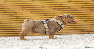 English Bulldog dogs in Basildon - Advert 6