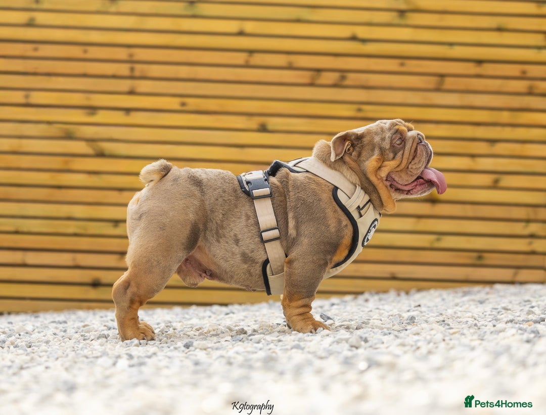 English Bulldog dogs for stud: 🚨 REDUCED!! EPIC BULLYZ VENOM - BENCHPRESS SON 🚨 in Basildon - Image 2