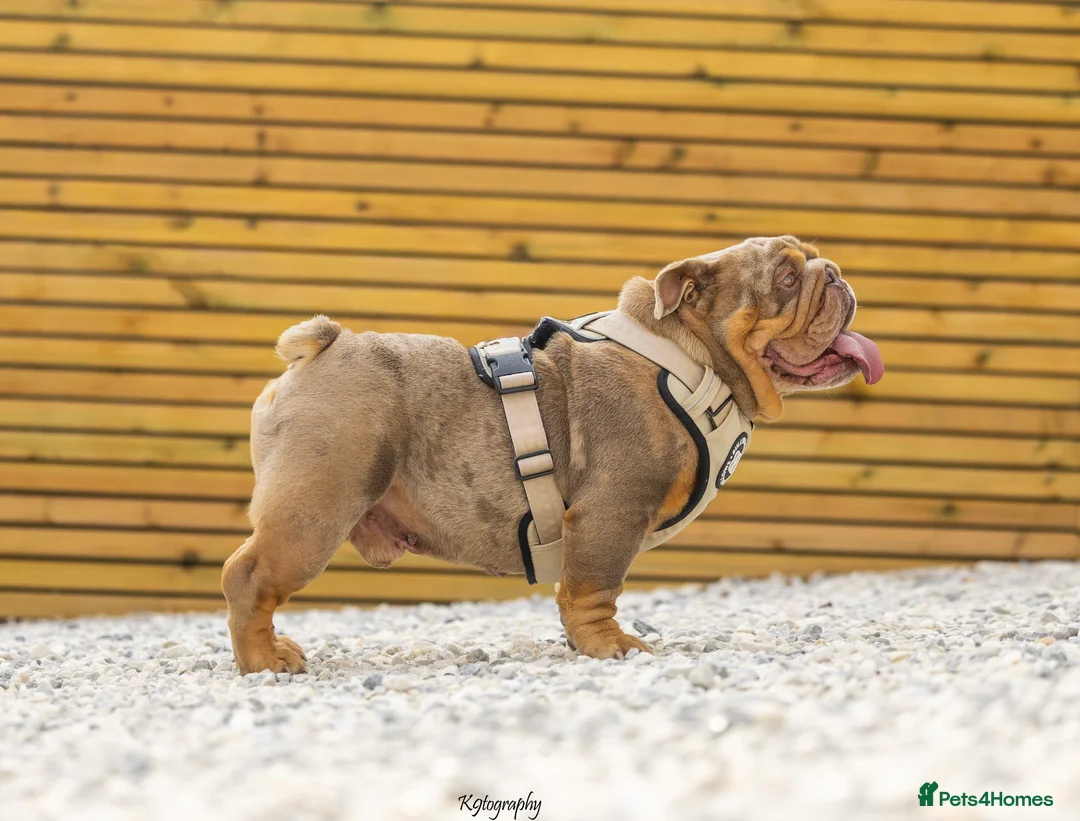 English Bulldog dogs for stud: 🚨 REDUCED!! EPIC BULLYZ VENOM - BENCHPRESS SON 🚨 in Basildon - Advert 2