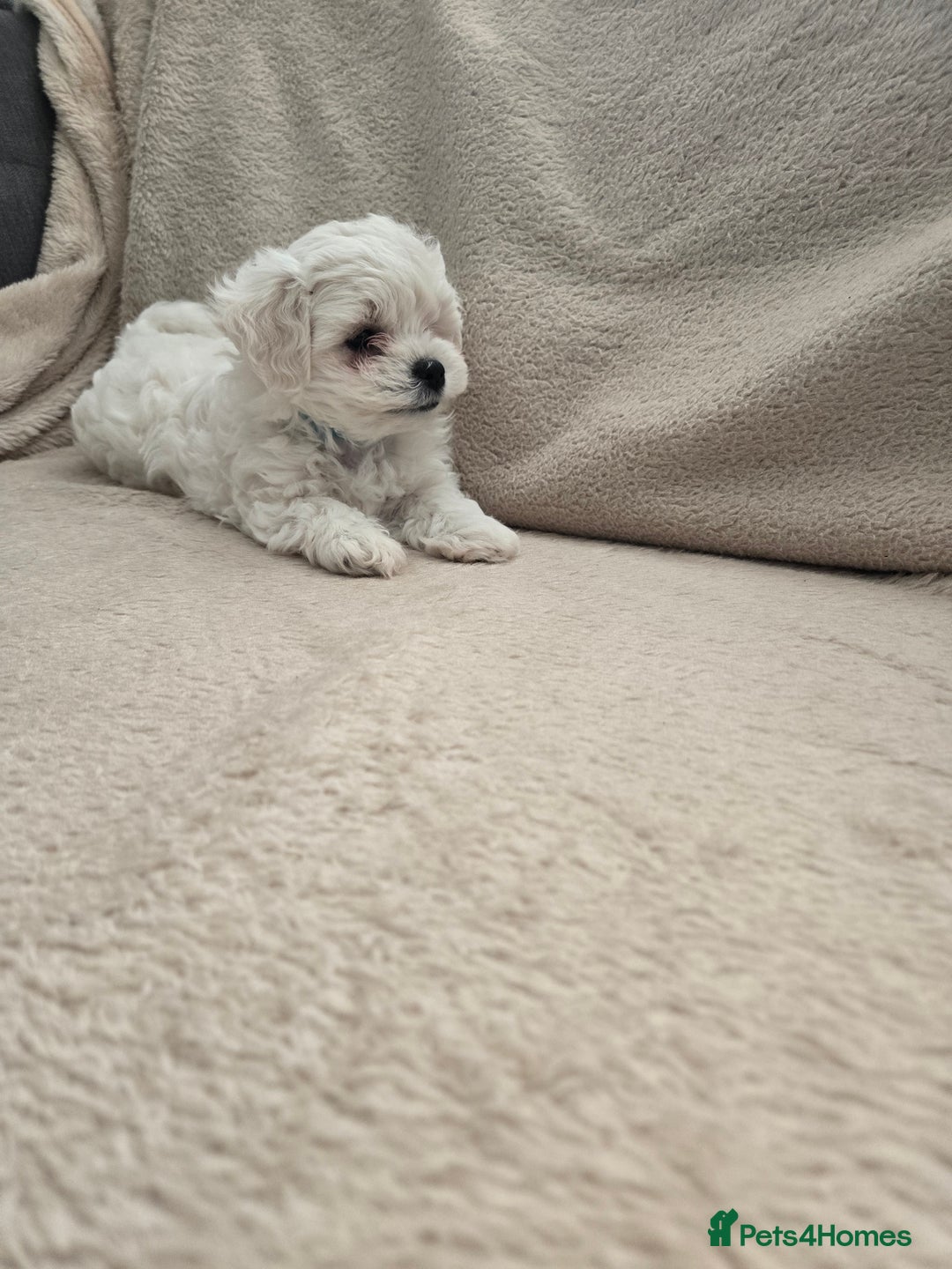 Bichon Frise dogs for sale: Bichon bolognese  - Advert 3