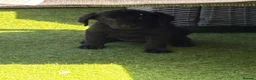 Labrador Retriever dogs for sale: 7 beautiful 5⭐️kc reg labour puppies  in Doncaster - Advert 1