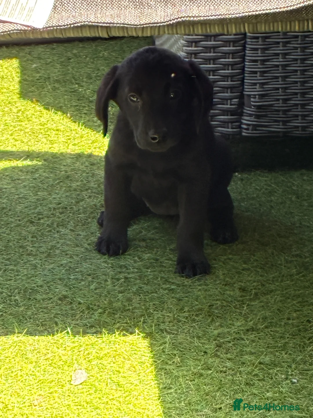Labrador Retriever dogs for sale: 7 beautiful 5⭐️kc reg labour puppies  in Doncaster - Advert 1
