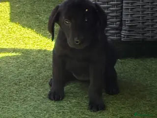 Labrador Retriever dogs Only 2 left 7 beautiful 5⭐️kc reg labour puppies - Advert 1