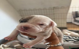 American Bulldog dogs for sale: American bulldogs - Image 13