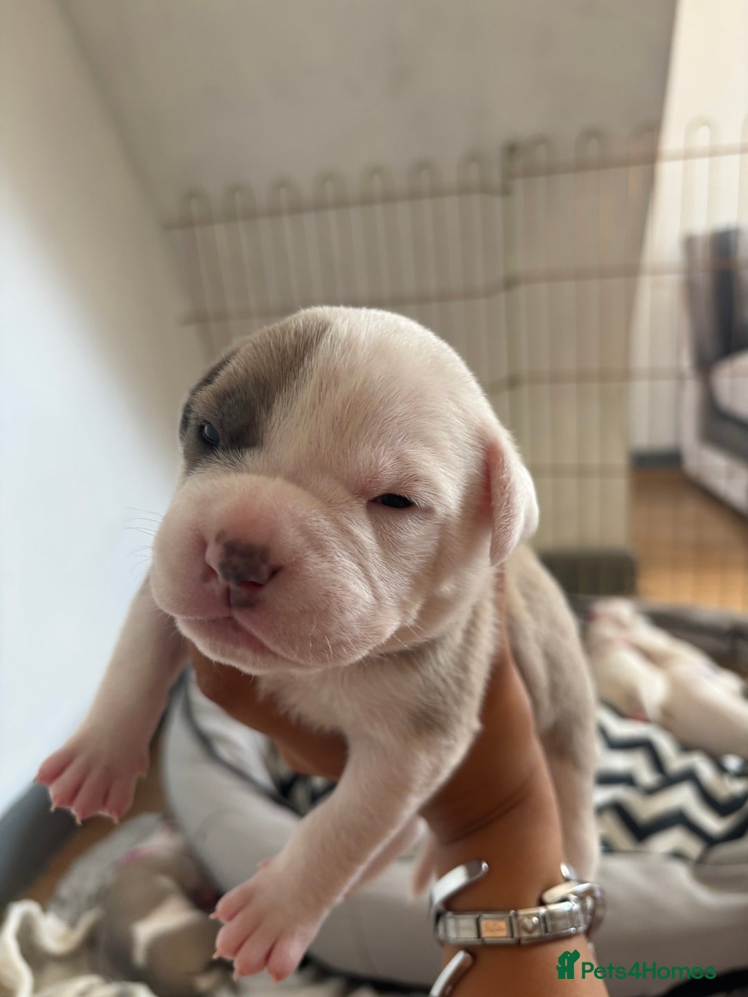 American Bulldog dogs for sale: American bulldogs - Image 13