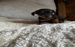 Miniature Dachshund dogs for sale: Miniature dachshunds - Image 10