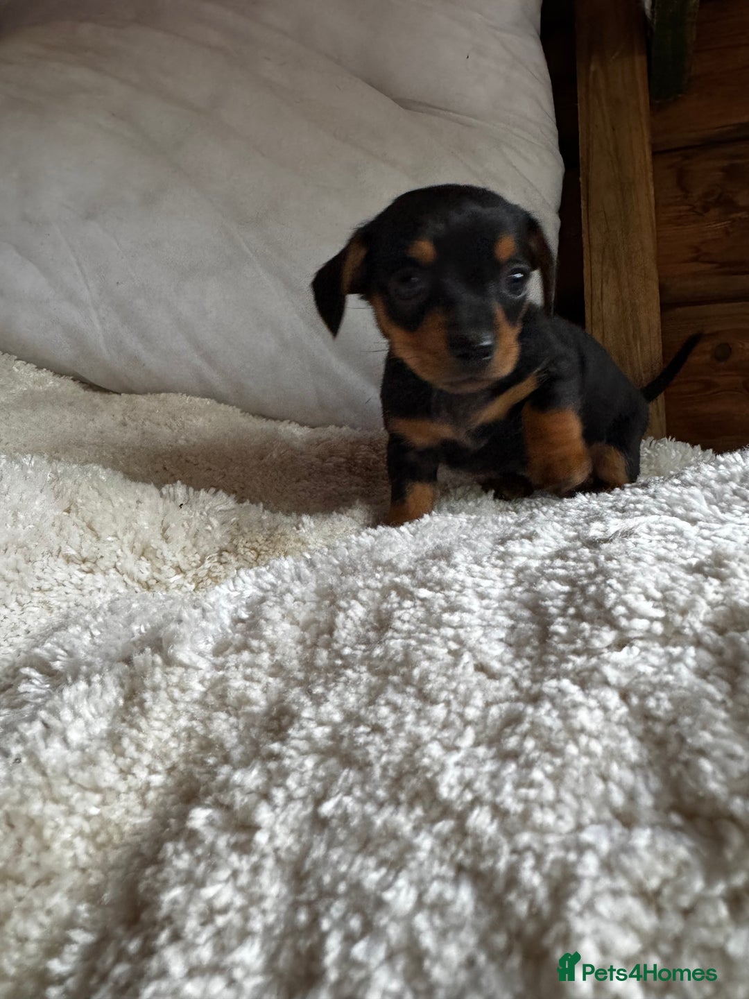 Miniature Dachshund dogs for sale: Miniature dachshunds - Image 10