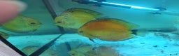 Discus fish for sale: Discus Breeding pair  - Advert 2
