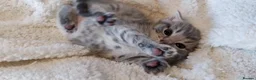 Russian Blue cats for sale: BEAUTIFUL RUSSIAN BLUE KITTENS 8 WEEKS OLD - Advert 2