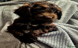 Sproodle dogs for sale: Ready to leave * 2 males available * - Image 1