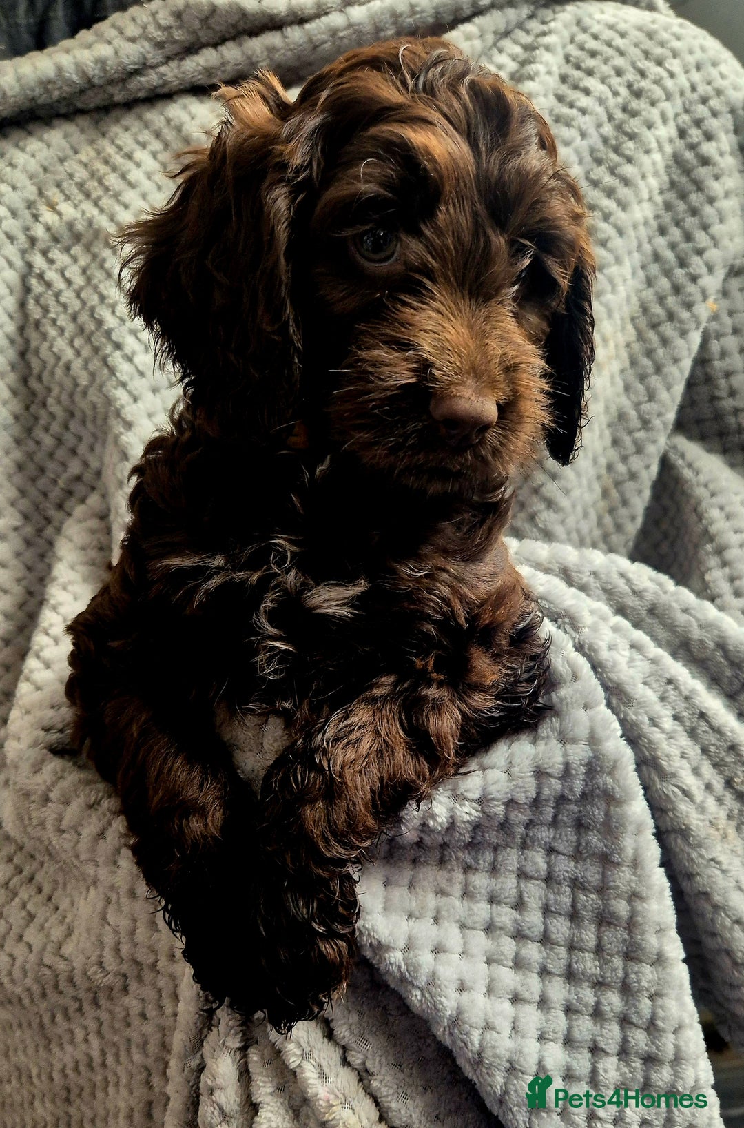 Sproodle dogs for sale: Ready to leave * 2 males available * - Image 1