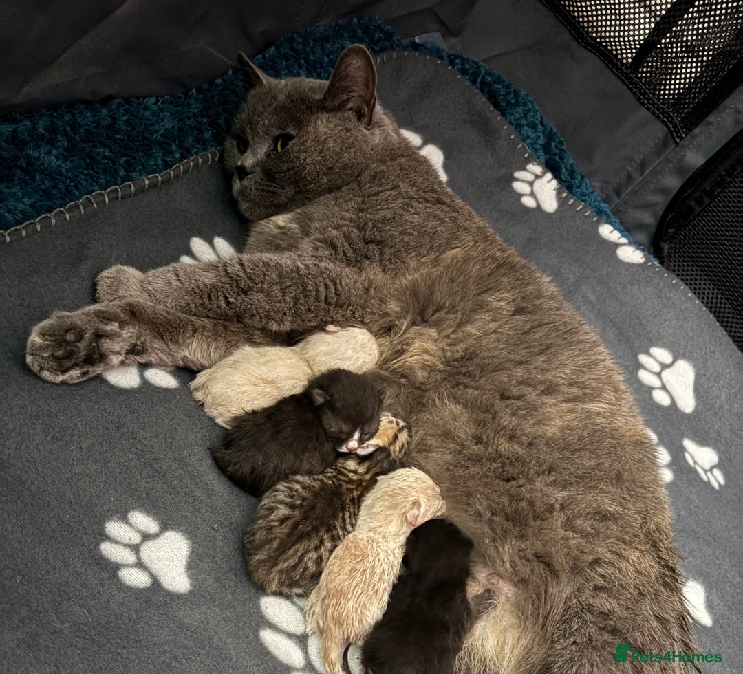 British Shorthair cats for sale: Luna’s Litter 🩶 - Image 8