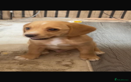 Bocker dogs for sale: Bocker - Image 4