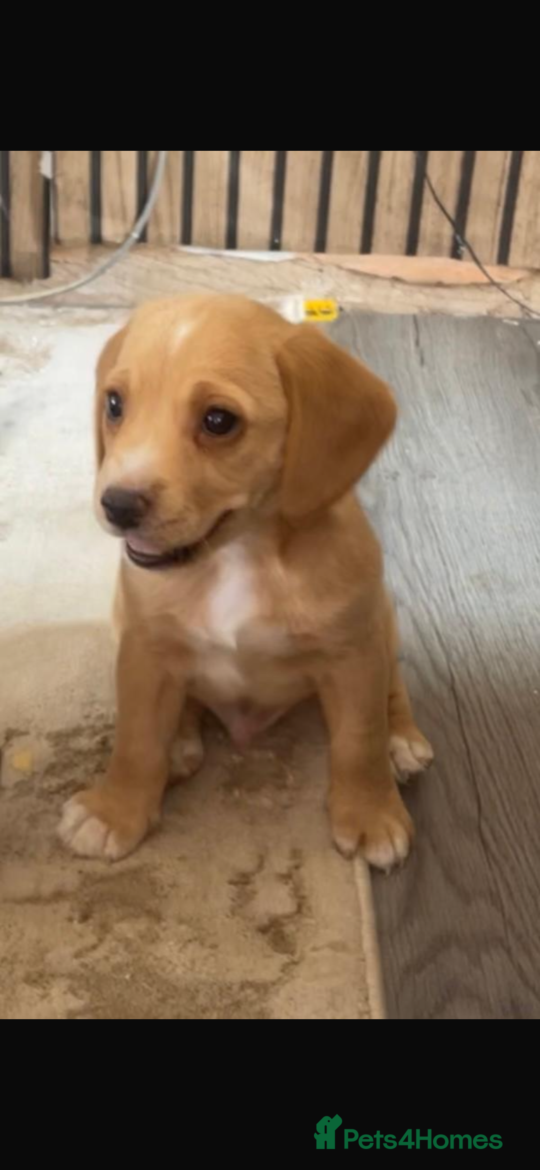 Bocker dogs for sale: Bocker - Image 4