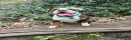Mixed Breed dogs for sale: Old Tyme Bulldog  ** tiff, Male, 18 Months in Gravesend - Advert 5