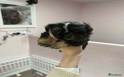 Shih Tzu dogs for sale: Last 2 Imperial Shih Tzu Boys – Ready 08/10 - Image 7
