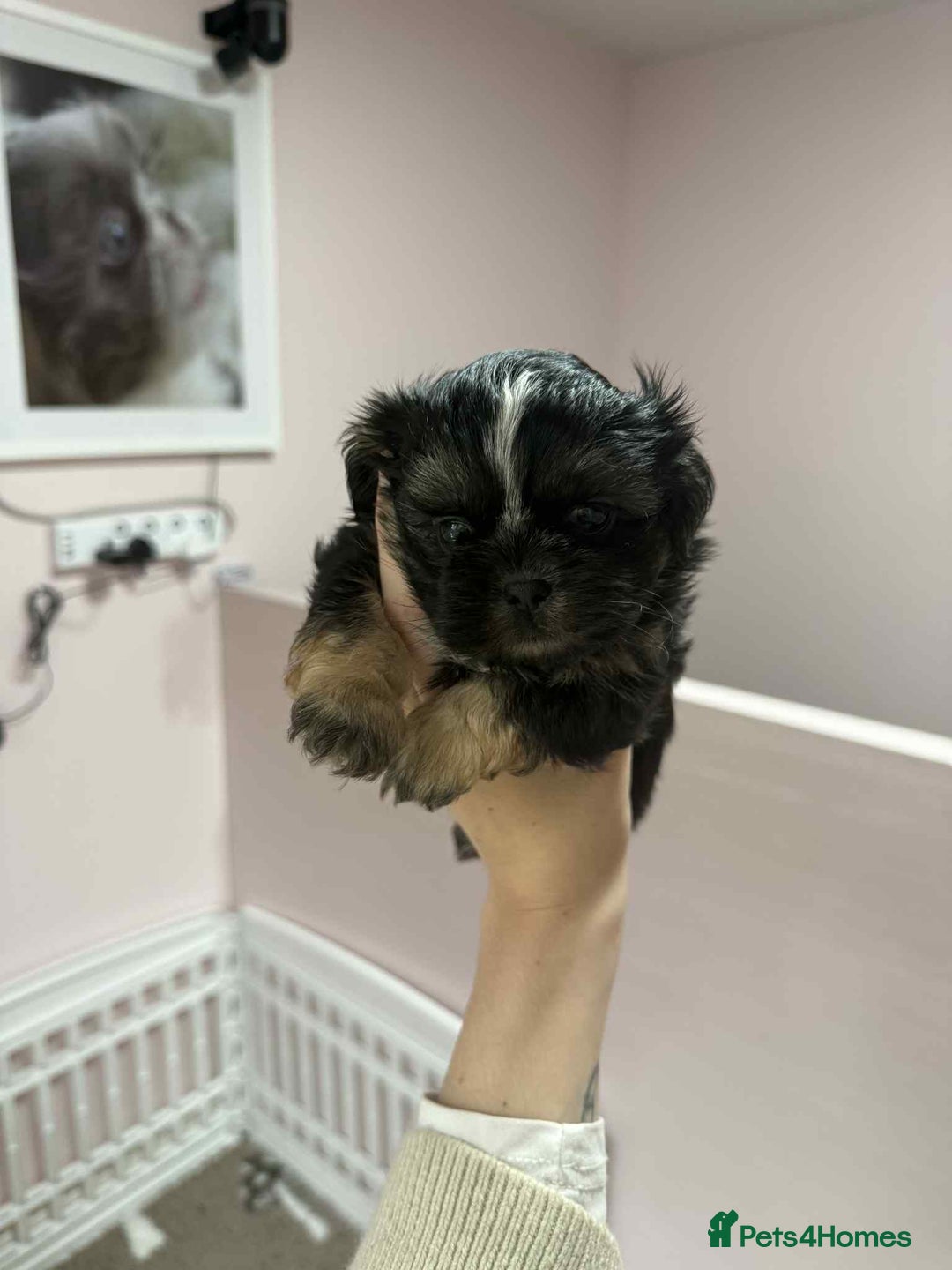 Shih Tzu dogs for sale: Last 2 Imperial Shih Tzu Boys – Ready 08/10 - Image 7