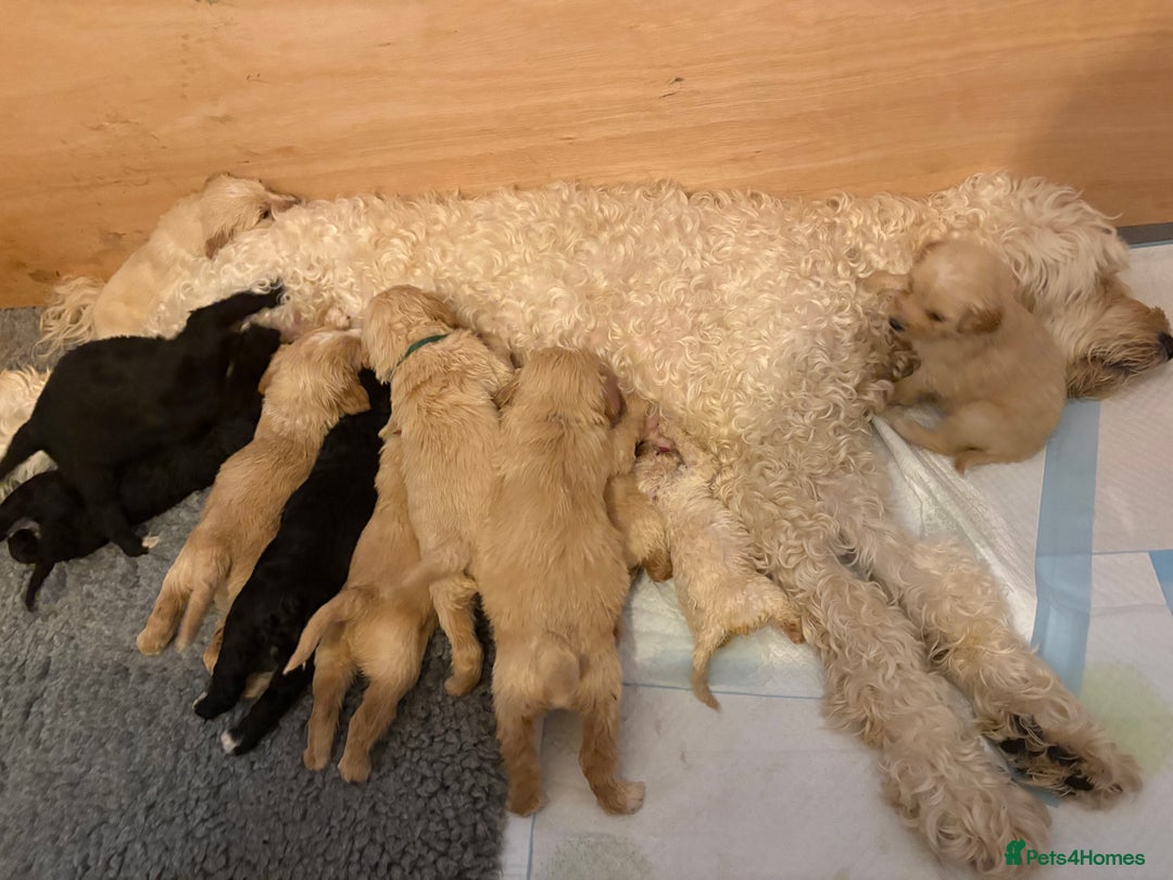 Mixed Breed dogs for sale: Bernedoodle - Advert 9