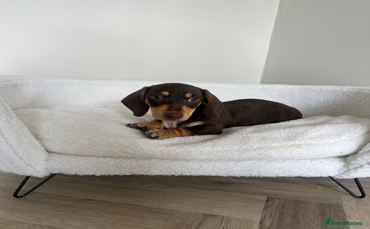 Miniature Dachshund dogs - Advert 1