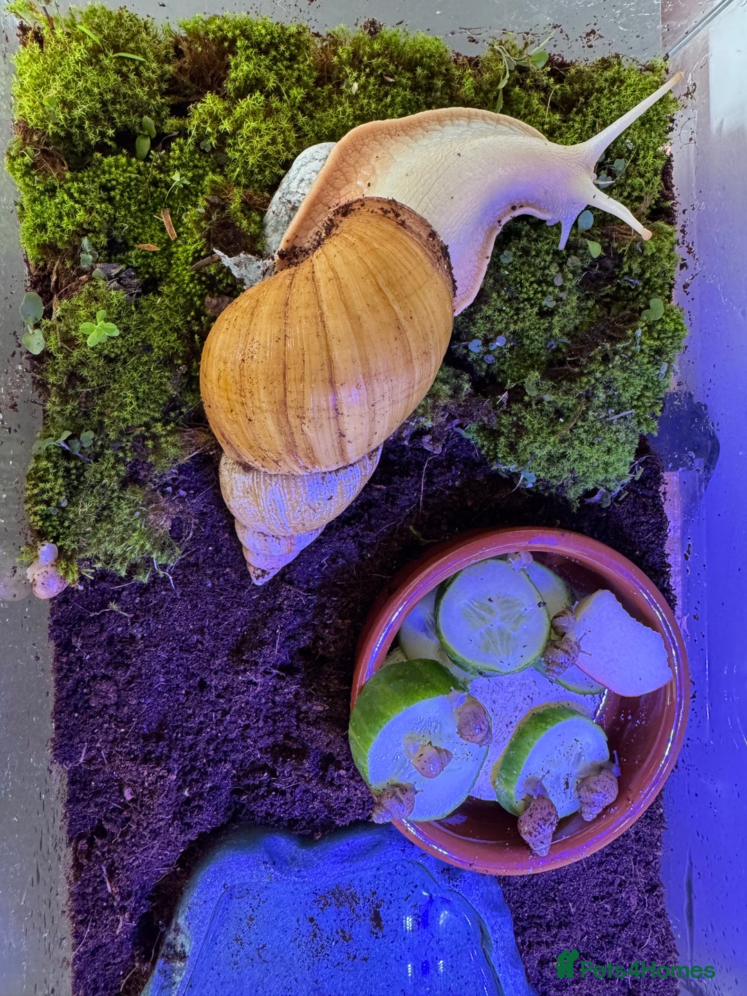 Mixed Breed reptiles for sale: Giant African land snail babies  - Advert 3