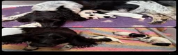 English Springer Spaniel dogs for sale: KC Registered English Springer Spaniel Pups  - Advert 17