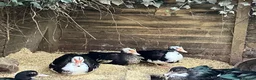 Ducks poultry for sale: Muscovy’s various ages - Advert 4