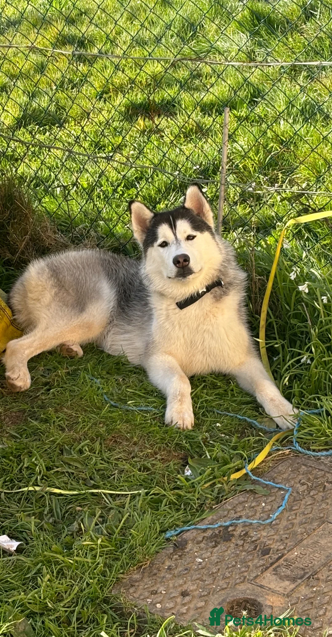 Siberian Husky dogs for sale: 8 month old Siberian husky - Advert 1