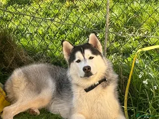 Siberian Husky dogs 8 month old Siberian husky - Advert 9