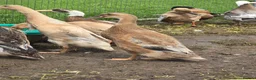 Ducks poultry for sale: Indian Runner Female Ducks, ducklings, turkeys - Advert 15