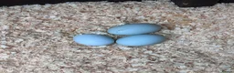 Chickens poultry for sale: Large Fowl and Bantam Hatching Eggs - Advert 14