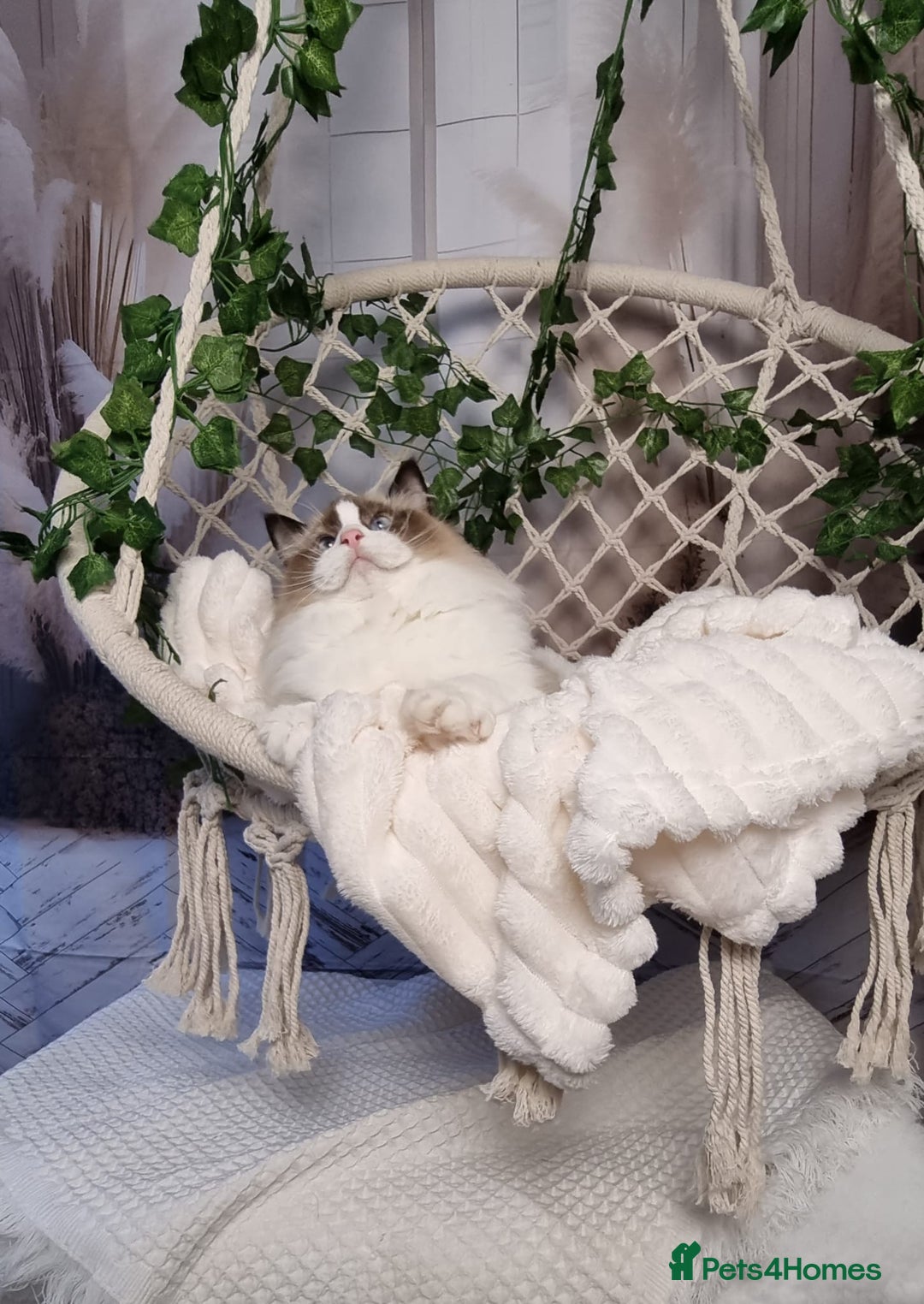 Ragdoll cats for sale: Exceptional Tica Registered Ragdoll Kittens - Advert 8