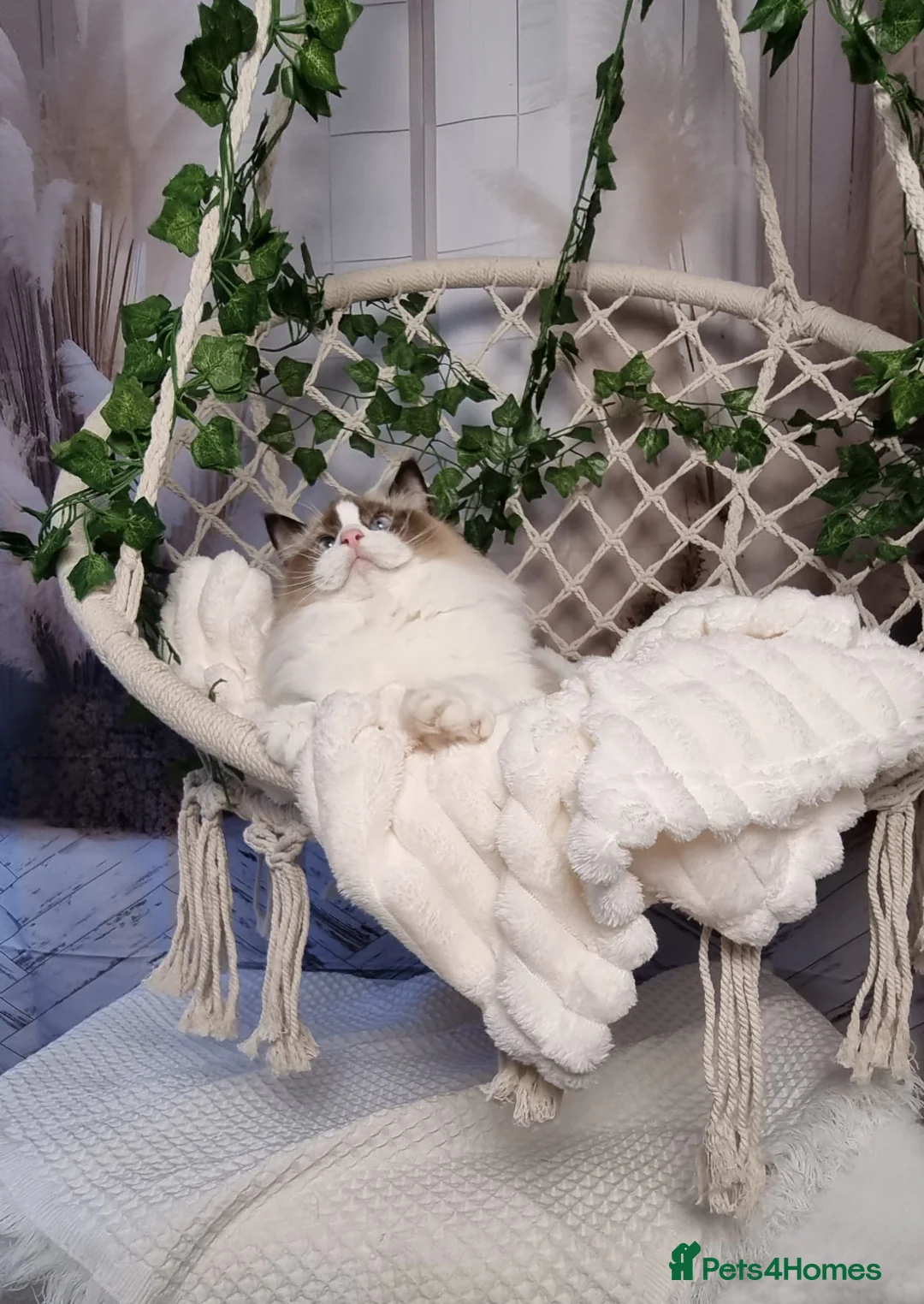 Ragdoll cats for sale: Exceptional Tica Registered Ragdoll Kittens - Advert 12