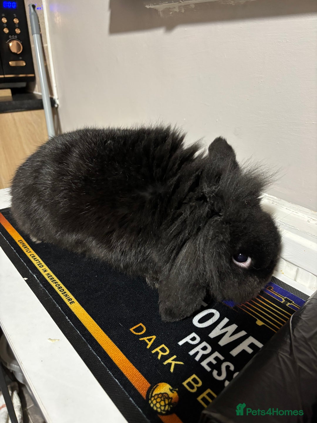 Mini Lion Lop rabbits for sale: 1 year old rabbits  - Advert 4