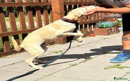 Mixed Breed dogs for adoption: Meatball - Norwich Norfolk  - Image 2