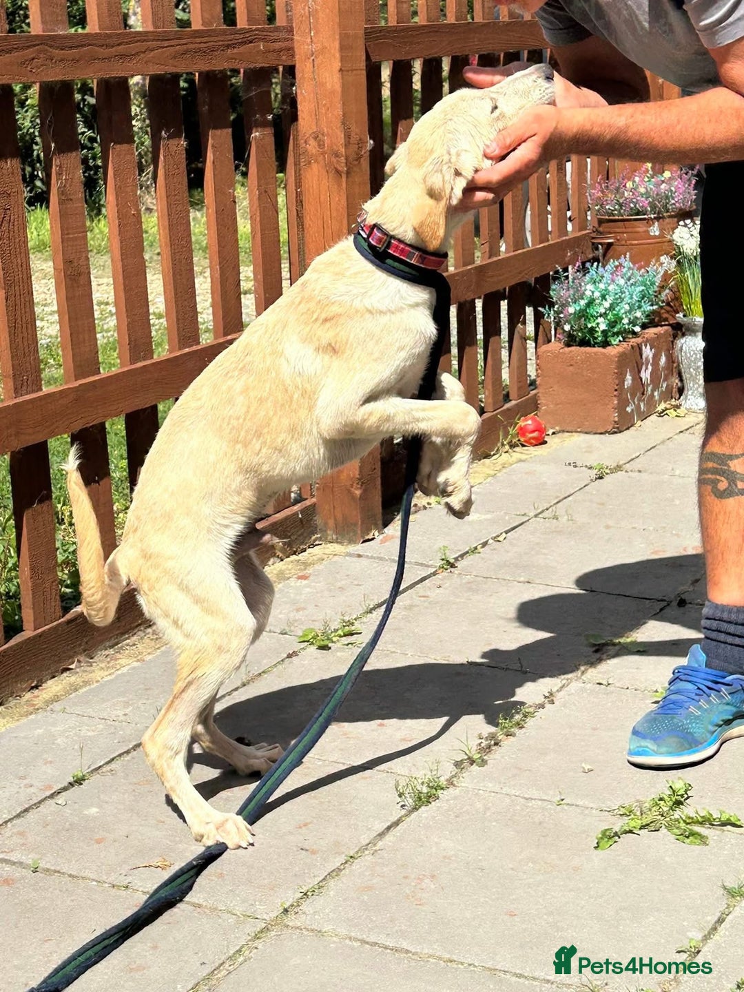 Mixed Breed dogs for adoption: Meatball - Norwich Norfolk  - Image 2