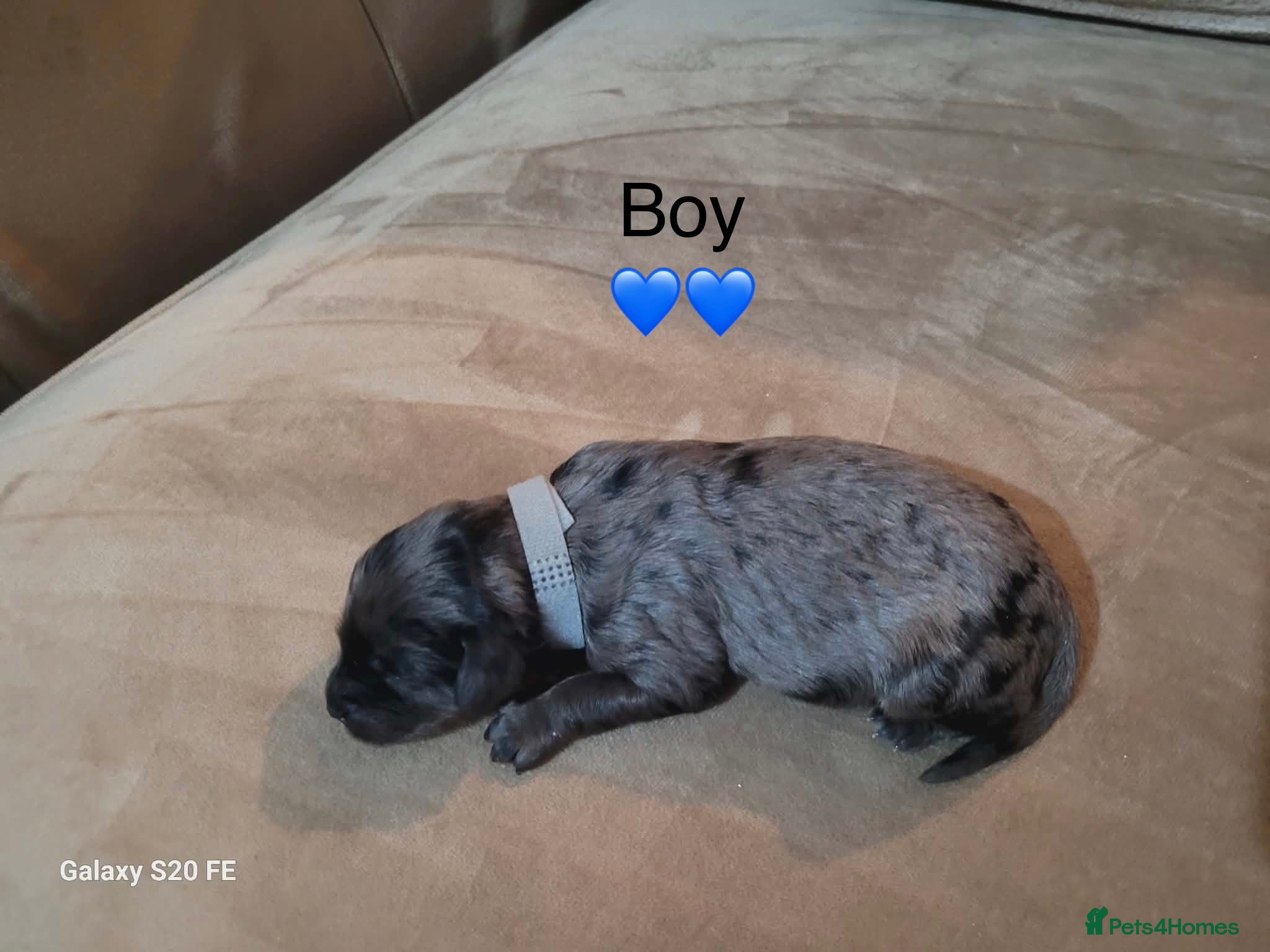Cavapoo dogs 5 beautiful cavapoos ready in July 🐶🐶 - Advert 2