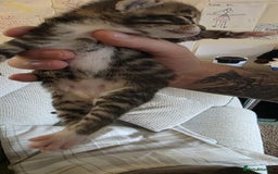 Bengal cats for sale: Kittens x bengal  - Advert 10