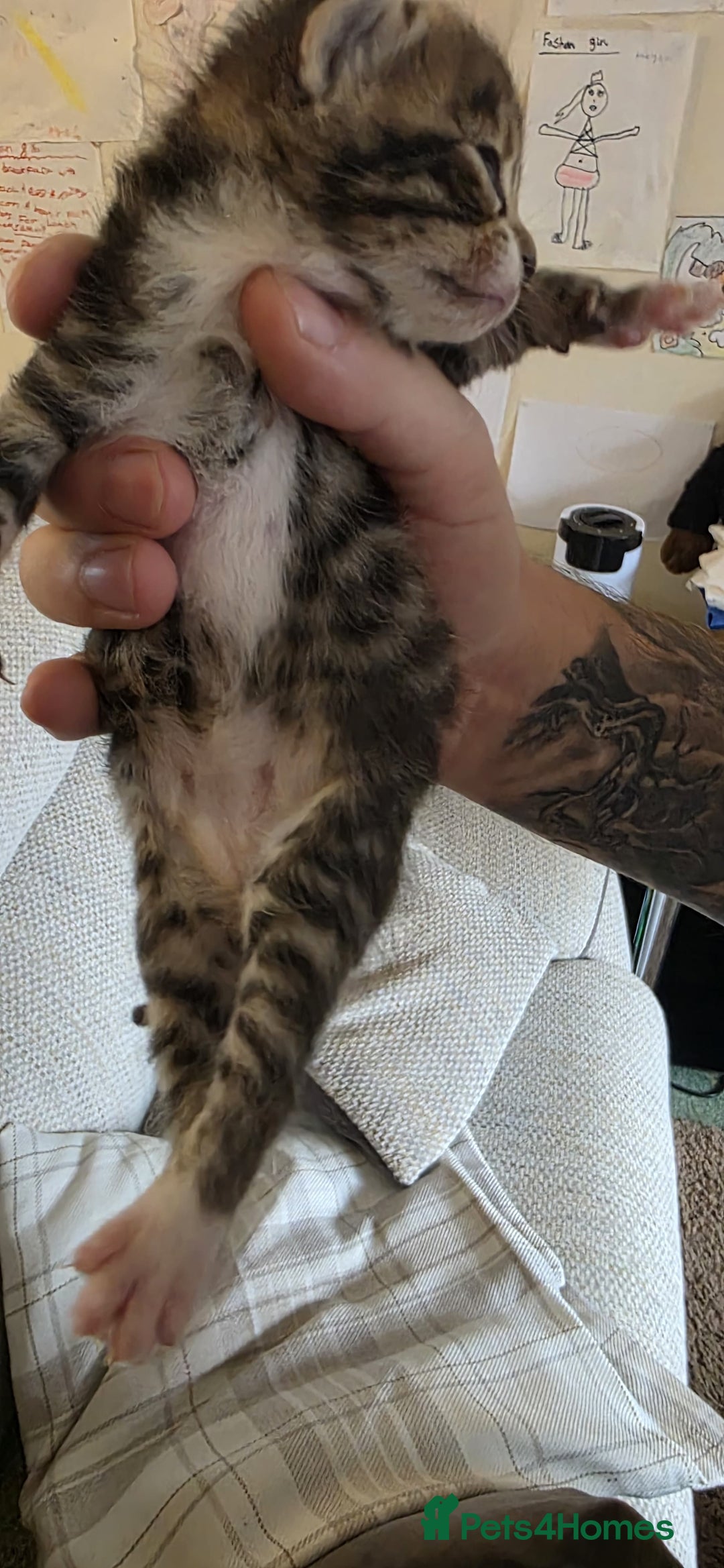 Bengal cats for sale: Kittens x bengal  - Advert 10