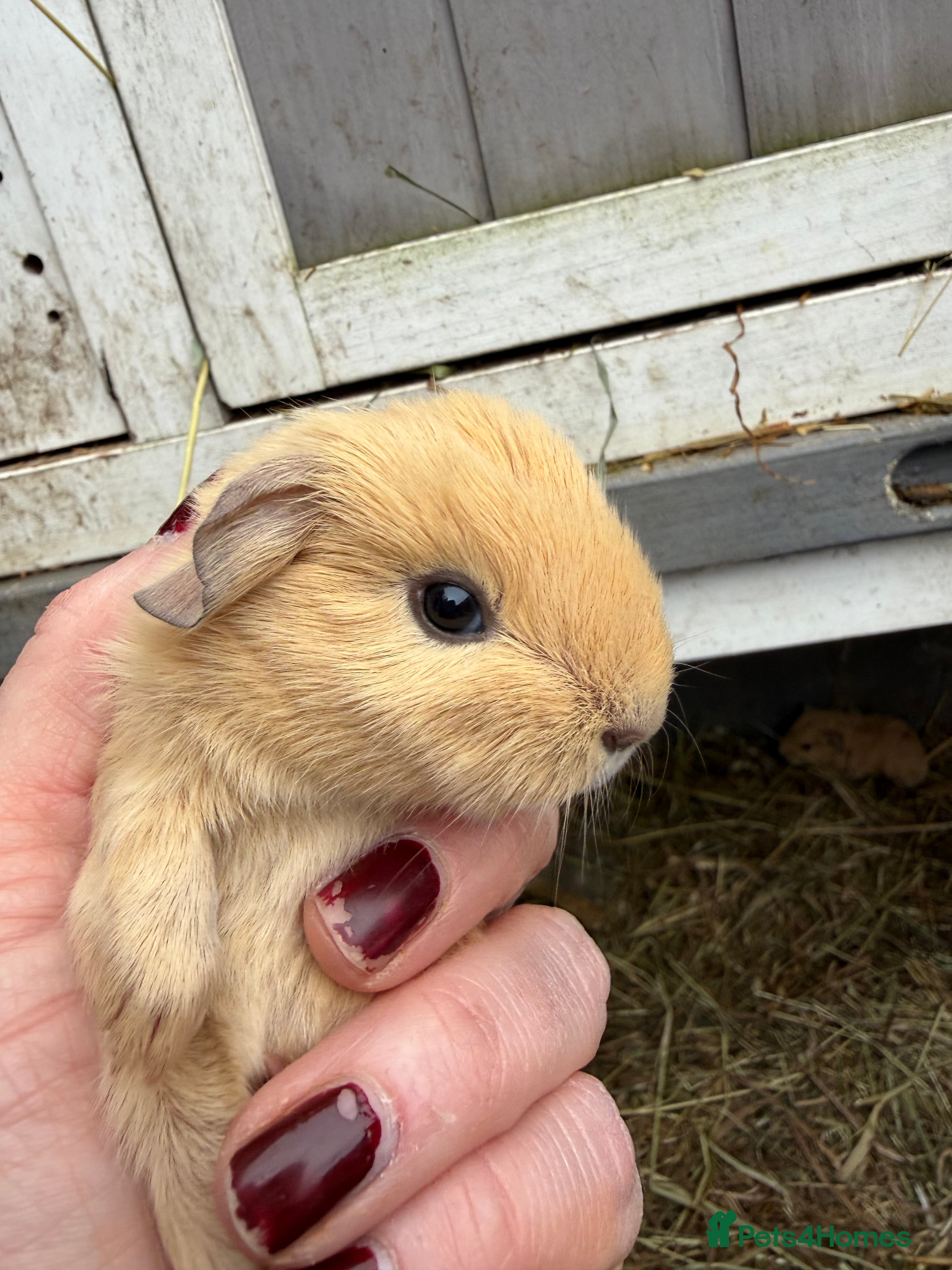 Guinea Pig rodents Baby guinea pigs  - Advert 12