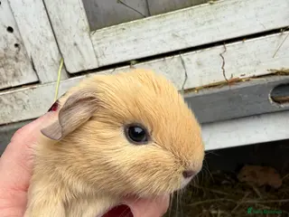 Guinea Pig rodents Baby guinea pigs - Advert 12