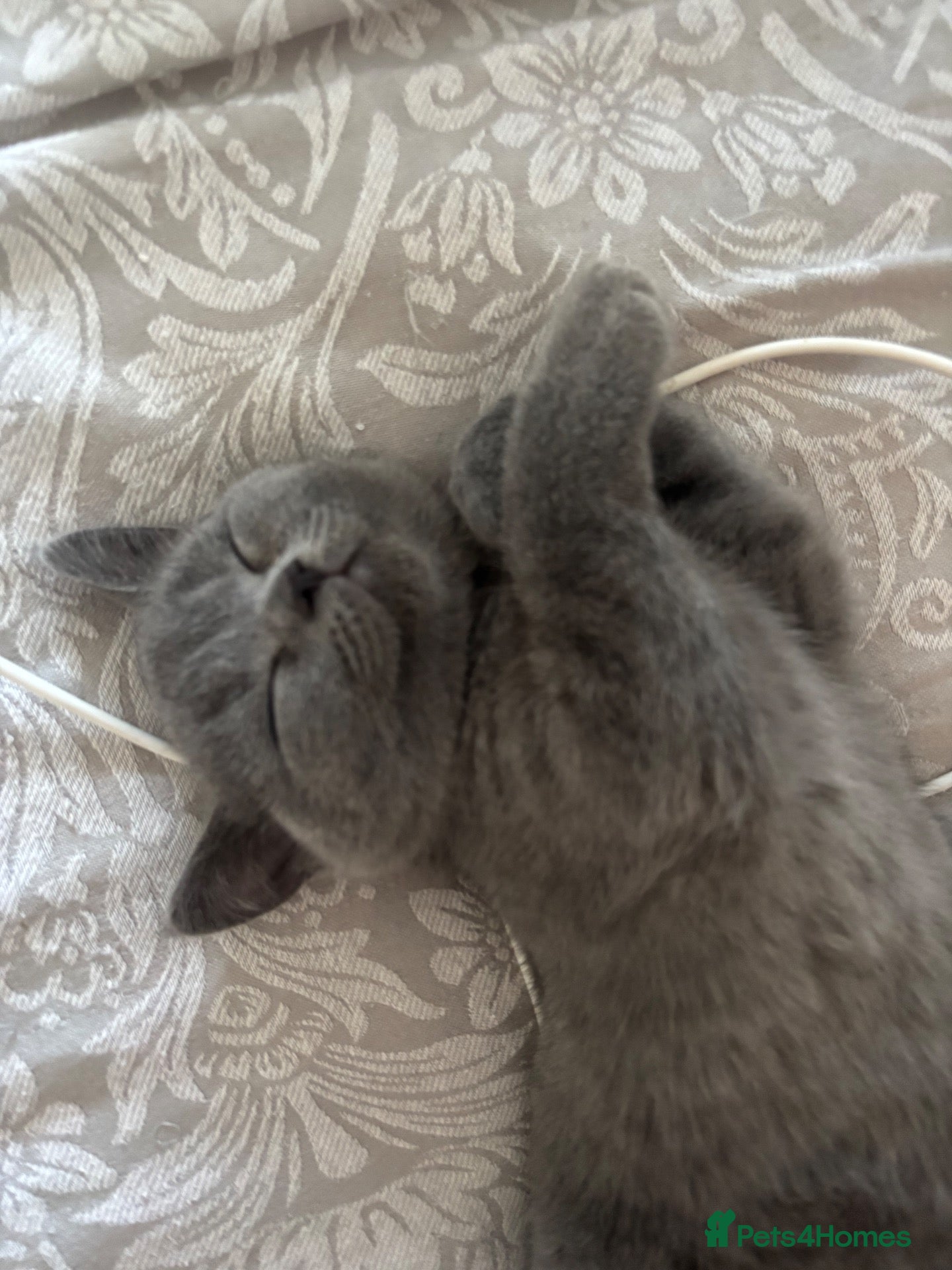 British Shorthair cats 🐾 2 beautiful British blue shorthair girls🐾 - Advert 13