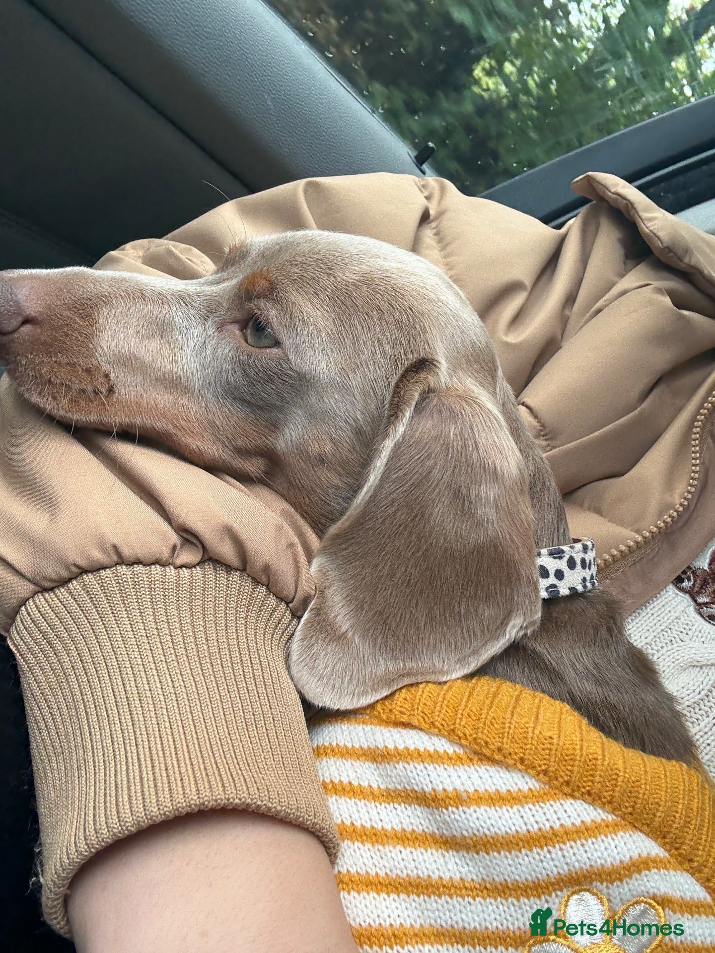 Miniature Dachshund dogs  Looking for a Loving, Experienced Home for Millie - Advert 12